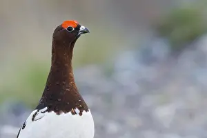 Lagopus Lagopus Drucke: Willow Ptarmigan