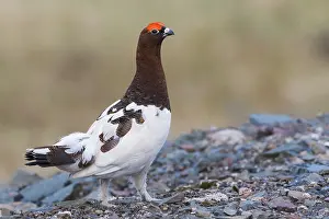 Birds In Europe Drucke: Willow Ptarmigan