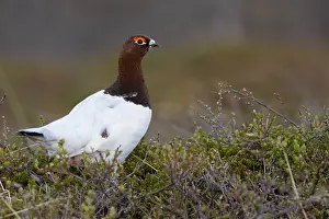Lagopus Lagopus Drucke: Willow Ptarmigan