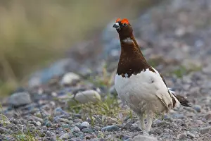 Wildlife Animals Drucke: Willow Ptarmigan