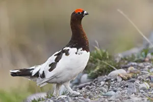 Wildlife Animals Drucke: Willow Ptarmigan