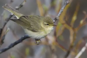 Norway Wildlife Photos Drucke: Willow Warbler
