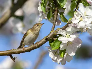 Natural Environment Wildlife Pictures Drucke: Willow Warbler, Philloscopus trochilus