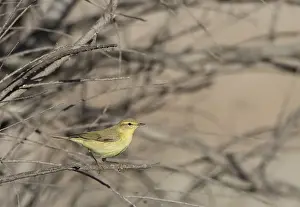 Migrant Birds In Europe Drucke: Willow Warbler, Phylloscopus trochilus