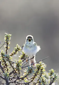 European Coastal Birds Drucke: Willow Warbler, Phylloscopus trochilus