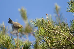 September Drucke: Weisshauchenspötter, Phylloscopus trochilus.