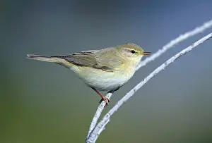 Bird Sitting In Nature Drucke: Willow Warbler, Phylloscopus trochilus