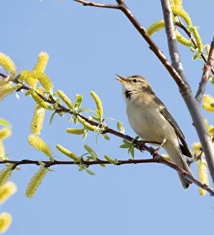 Phylloscopus Trochilus Drucke: Willow Warbler, Phylloscopus trochilus