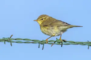 Songbird Europe Drucke: Willow Warbler, Phylloscopus trochilus trochilus