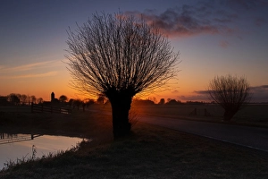 European Sunrise Scene Drucke: Willows at sunrise