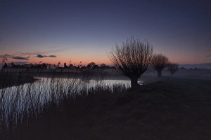 Netherlands Nature Scene Drucke: Willows at sunrise