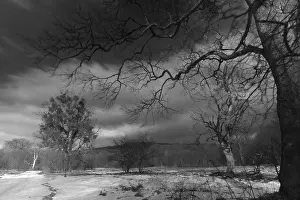 Black And White Winter Landscape Drucke: Winter