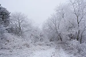 Snowy Forest Europe Drucke: wit bos; white forest