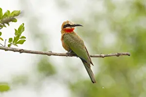 Bilder Datiert 23. November 2012: Witkapbijeneter, Weißwangennektarvogel, Merops bullockoides