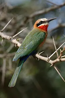 Bee Eater Perched Drucke: Witkapbijeneter, White-fronted Bee-eater, Merops bullockoides