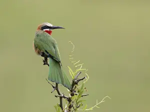 Kruger National Park Birds Drucke: Witkapbijeneter, White-fronted Bee-eater, Merops bullockoides