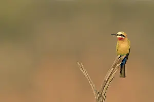 Kruger National Park Birds Drucke: Witkapbijeneter, White-fronted Bee-eater, Merops bullockoides