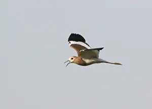 Bird Flying High Drucke: Witstaartkievit, White-tailed Lapwing, Vanellus leucurus
