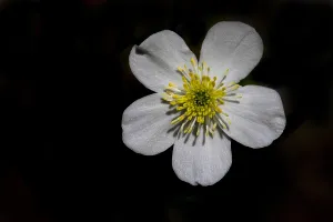 Alpine Flora Drucke: Witte Boterbloem, Aconite-leaf buttercup, Ranunculus aconitifoli
