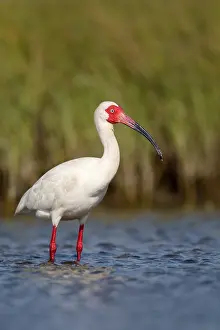 Breeding Plumage Drucke: Witte Ibis, White Ibis, Eudocimus albus