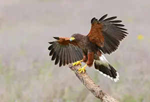 Wüstengeier, Harris-Buschfalk, Parabuteo unicinctus