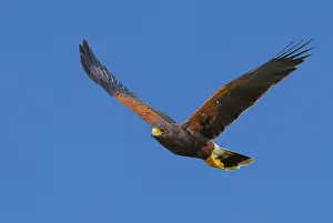 Wüstengeier, Harris-Buschfalken, Parabuteo unicinctus