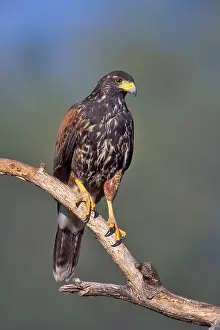 Bilder Datiert 5. Januar 2017: Wüstengeier, Harris-Buschfalk, Parabuteo unicinctus