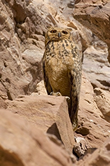 Raptor Wildlife Photography Drucke: Woestijnoehoe, Pharao Eagle-Owl, Bubo ascalaphus
