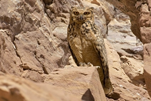 Raptor Wildlife Photography Drucke: Woestijnoehoe, Pharao Eagle-Owl, Bubo ascalaphus