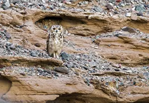 Africa Bird Species Drucke: Woestijnoehoe, Pharaoh Eagle-Owl, Bubo ascalaphus ascalaphus