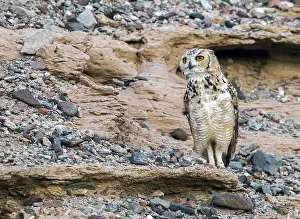 Africa Bird Species Drucke: Woestijnoehoe, Pharaoh Eagle-Owl, Bubo ascalaphus ascalaphus