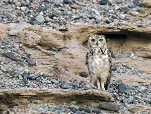 Africa Bird Species Drucke: Woestijnoehoe, Pharaoh Eagle-Owl, Bubo ascalaphus ascalaphus
