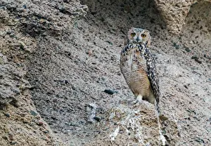 Africa Bird Species Drucke: Woestijnoehoe, Pharaoh Eagle-Owl, Bubo ascalaphus ascalaphus