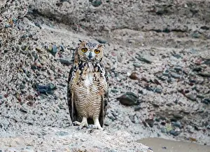 Summer Plumage Birds Drucke: Woestijnoehoe, Pharaoh Eagle-Owl, Bubo ascalaphus ascalaphus