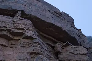 Morocco Wildlife Drucke: Woestijnoehoe, Pharaoh Eagle-Owl, Bubo ascalaphus