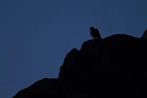 Strigidae Family Birds Drucke: Woestijnoehoe, Pharaoh Eagle-Owl, Bubo ascalaphus