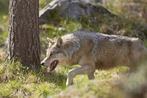 Canis Lupus Europe Drucke: Wolf, Grey Wolf, Canis lupus