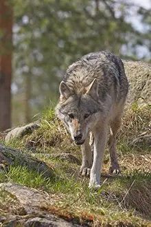 Canis Lupus Drucke: Wolf, Grey Wolf, Canis lupus