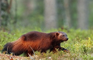 Bilder Datiert 7. Juni 2019: Wolverine, Gulo Gulo