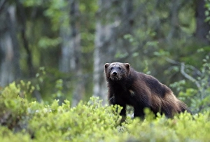Bilder Datiert 7. Juni 2019: Wolverine, Gulo Gulo