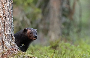 Bilder Datiert 7. Juni 2019: Wolverine, Gulo Gulo