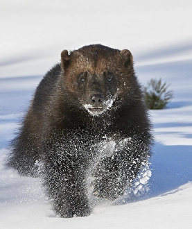 Gerahmter Druck : Wolverine, Gulo gulo Gerahmter Druck : Wolverine, Gulo gulo