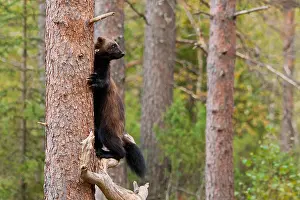 Wolverine, Gulo gulo