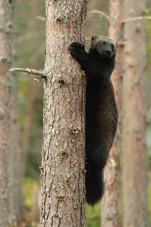Scandinavian Fauna Images Drucke: Wolverine, Gulo gulo
