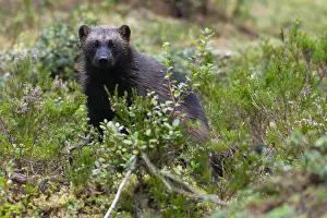 Northern Europe Mammal Drucke: Wolverine, Gulo gulo