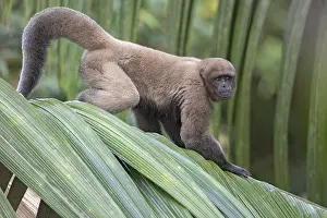 Lagothrix Lagothricha Drucke: Woolly Monkey (Lagothrix lagothricha)