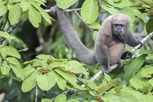 Lagothrix Lagothricha Drucke: Woolly Monkey (Lagothrix lagothricha)