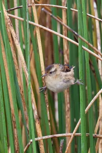South American Bird Life Drucke: Wren-like Rushbird