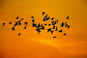 Curlew Bird Drucke: wulp; curlew;