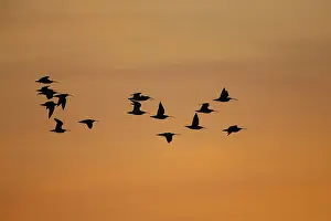 Curlew Bird Drucke: wulp; curlew;